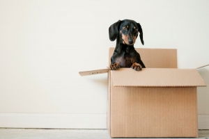 25 tips for a smoother move